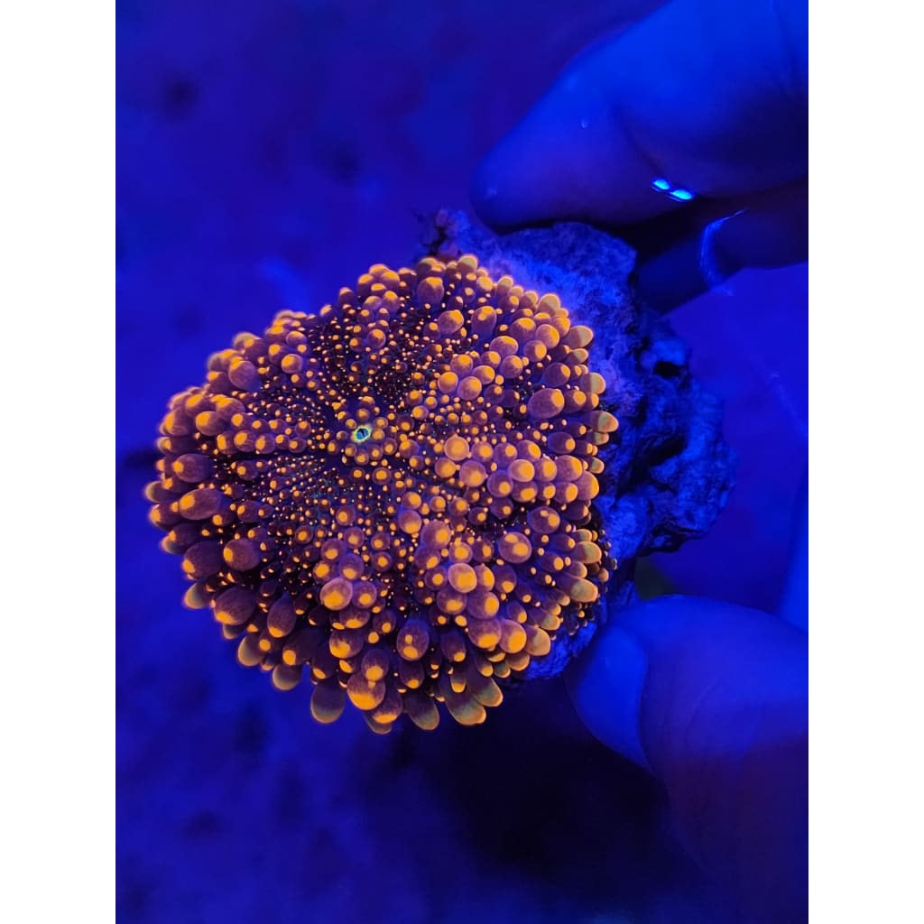 Mama King Kong Bounce Mushroom WYSIWYG!