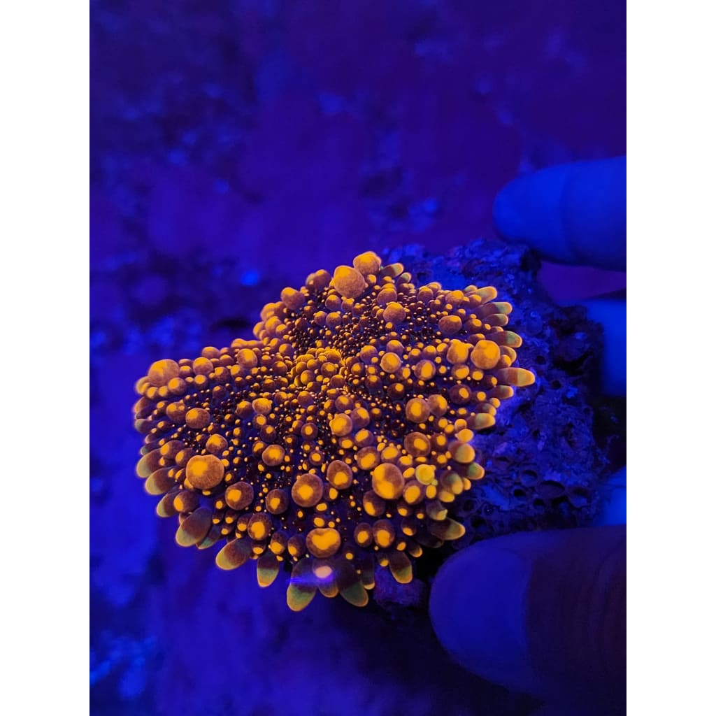 Mama King Kong Bounce Mushroom WYSIWYG!