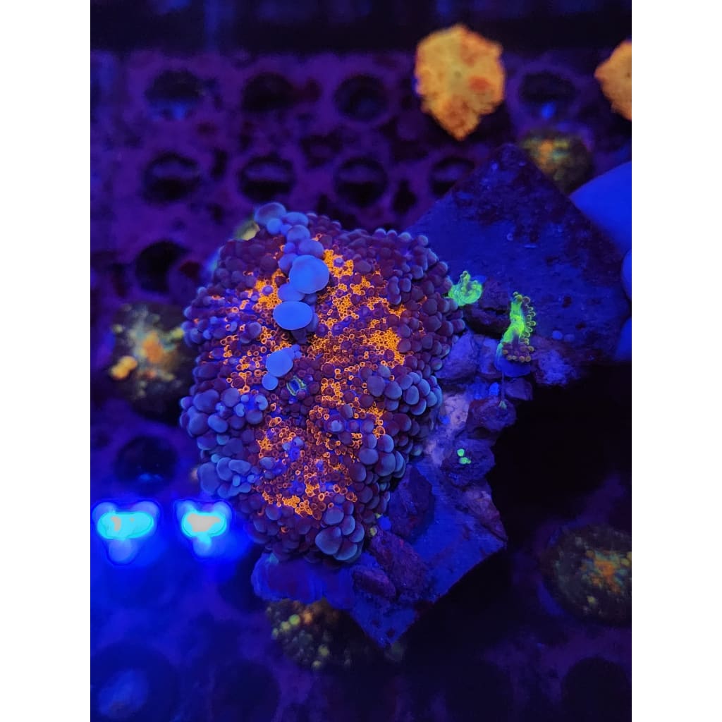 MAMA Wumbo Jumbo Bounce Mushroom WYSIWYG!