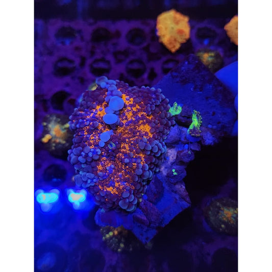 MAMA Wumbo Jumbo Bounce Mushroom WYSIWYG!