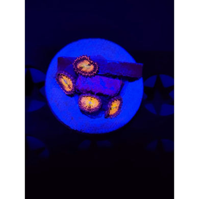 Mambo Jambo Zoanthid Frag WYSIWYG!