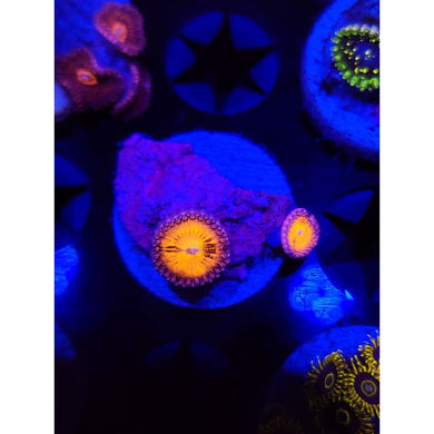 Mambo Jambo Zoanthid Frag WYSIWYG!