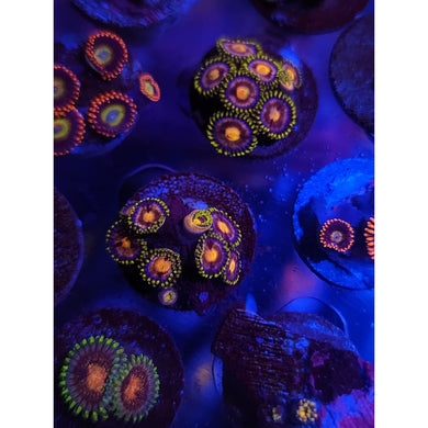 Mambo Jambo Zoanthid Frag WYSIWYG!