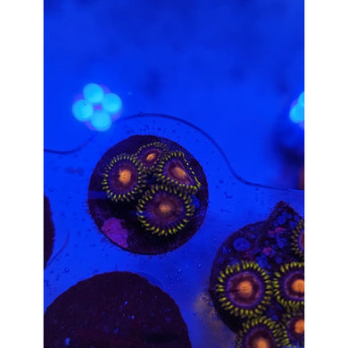 Mambo Jambo Zoanthid Frag WYSIWYG!