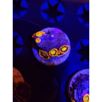 Mandarin Zoanthid Frag WYSIWYG!