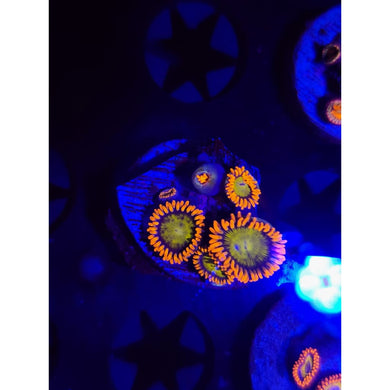 Mandarin Zoanthid Frag WYSIWYG!