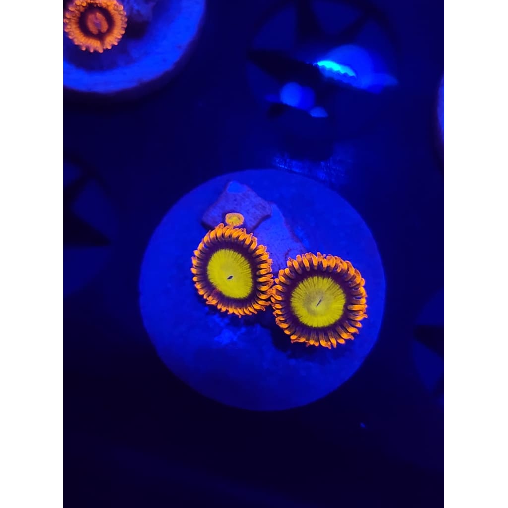 Mandarin Zoanthid Frag WYSIWYG!
