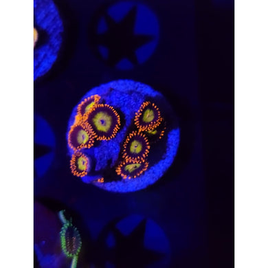 Mandarin Zoanthid Frag WYSIWYG!