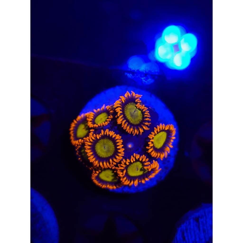 Mandarin Zoanthid Frag WYSIWYG!