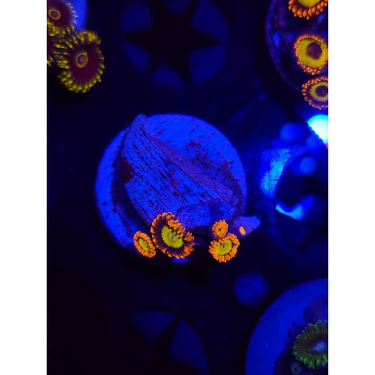 Mandarin Zoanthid Frag WYSIWYG!