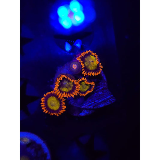 Mandarin Zoanthid Frag WYSIWYG!
