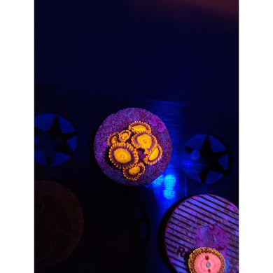 Mandarin Zoanthid Frag WYSIWYG!