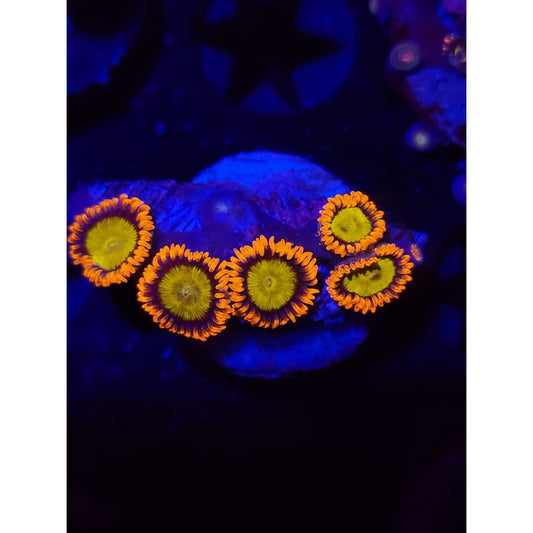 Mandarin Zoanthid Frag WYSIWYG!