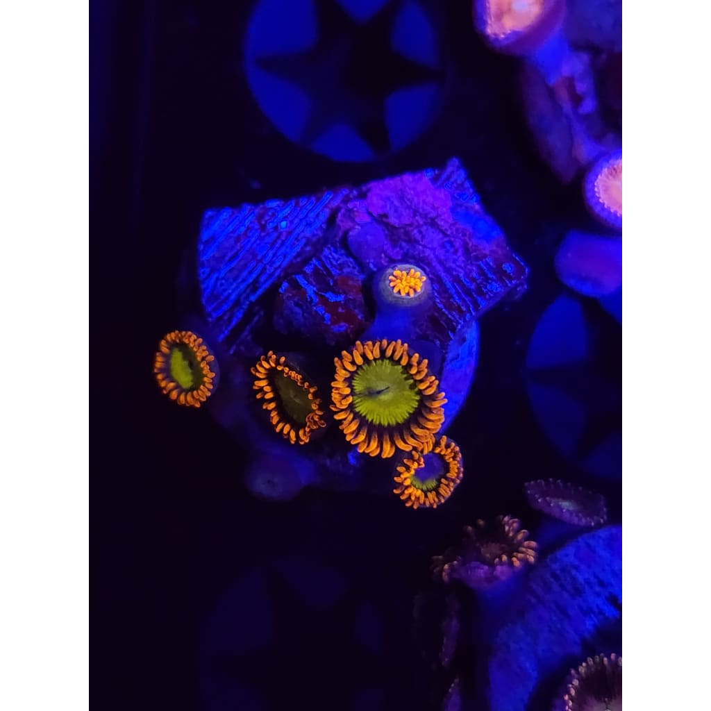 Mandarin Zoanthid Frag WYSIWYG!