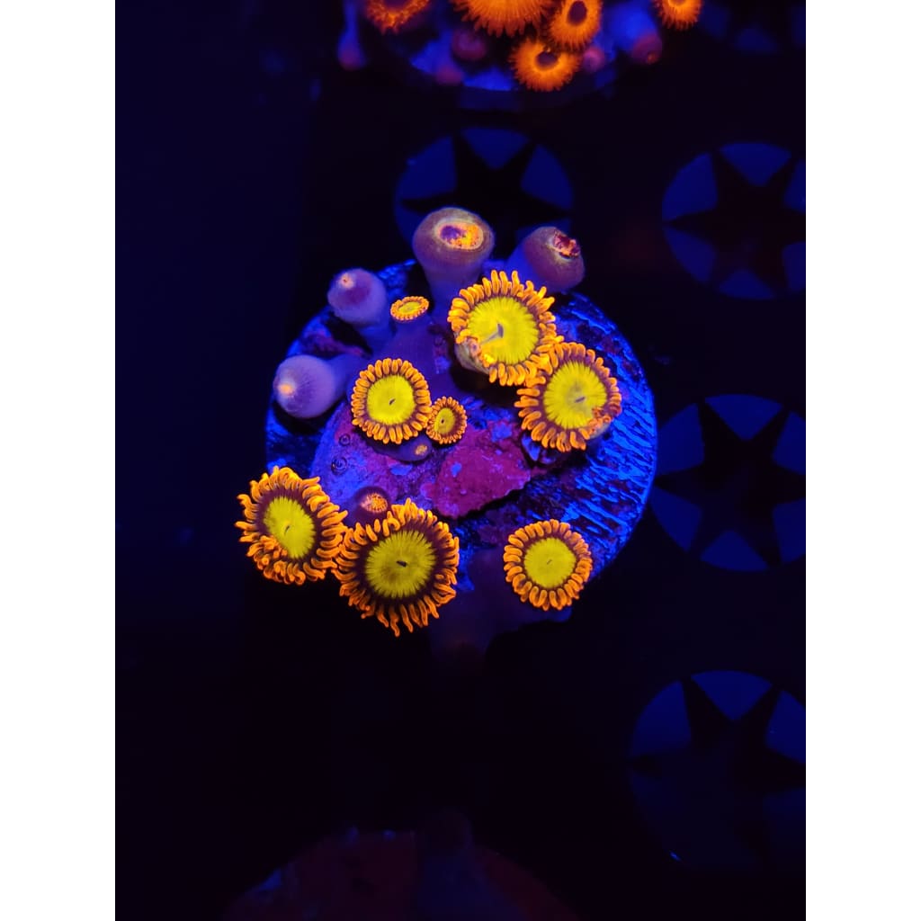 Mandarin Zoanthid Frag WYSIWYG!