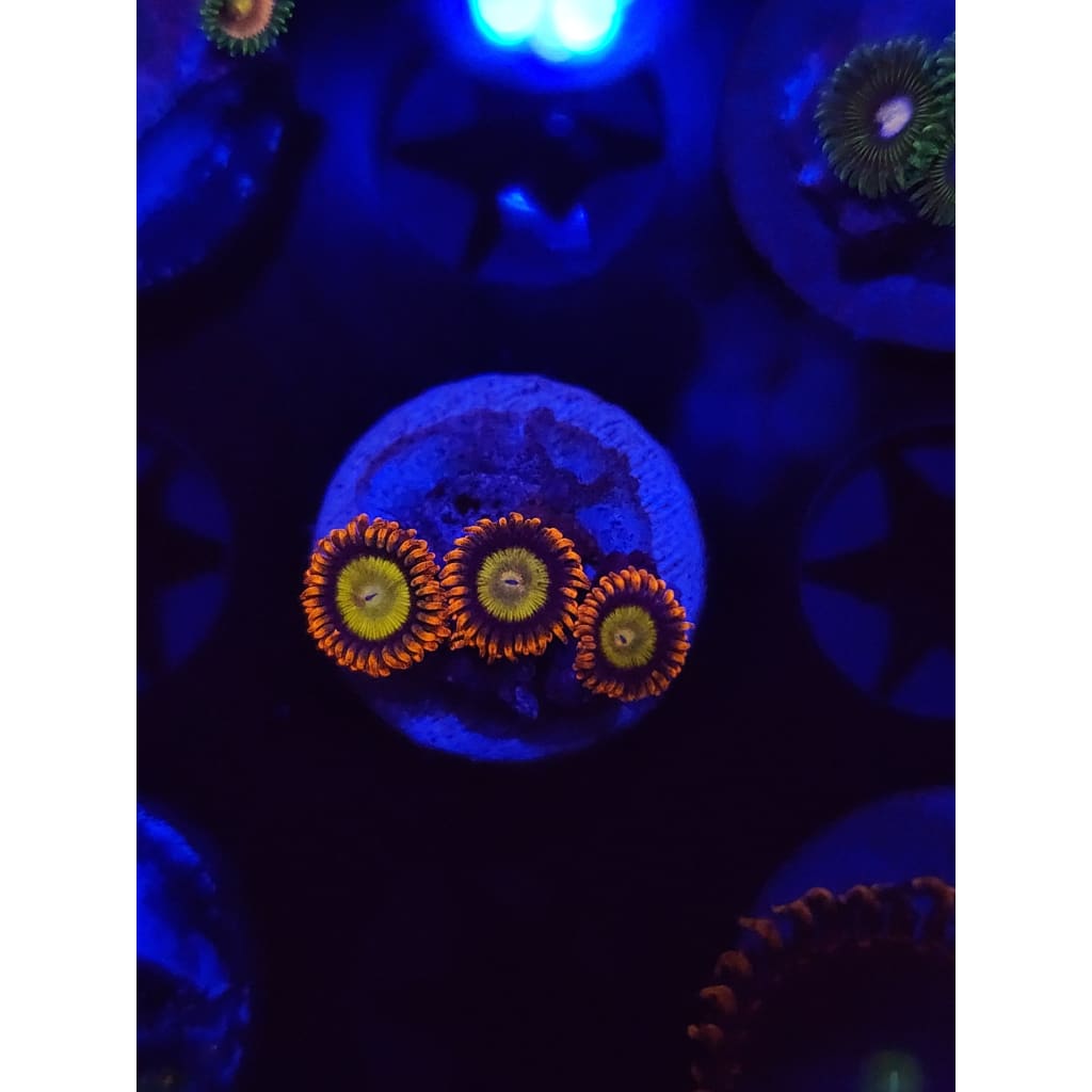 Mandarin Zoanthid Frag WYSIWYG!