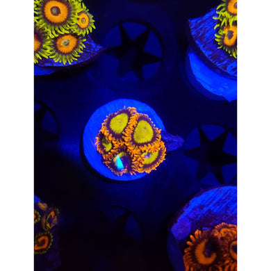 Mandarin Zoanthid Frag WYSIWYG!