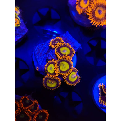 Mandarin Zoanthid Frag WYSIWYG!