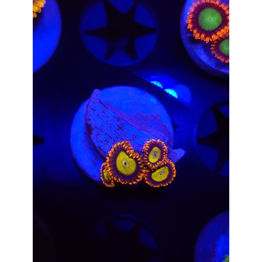Mandarin Zoanthid Frag WYSIWYG!