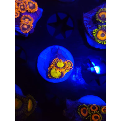 Mandarin Zoanthid Frag WYSIWYG!
