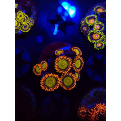 Mandarin Zoanthid Frag WYSIWYG!