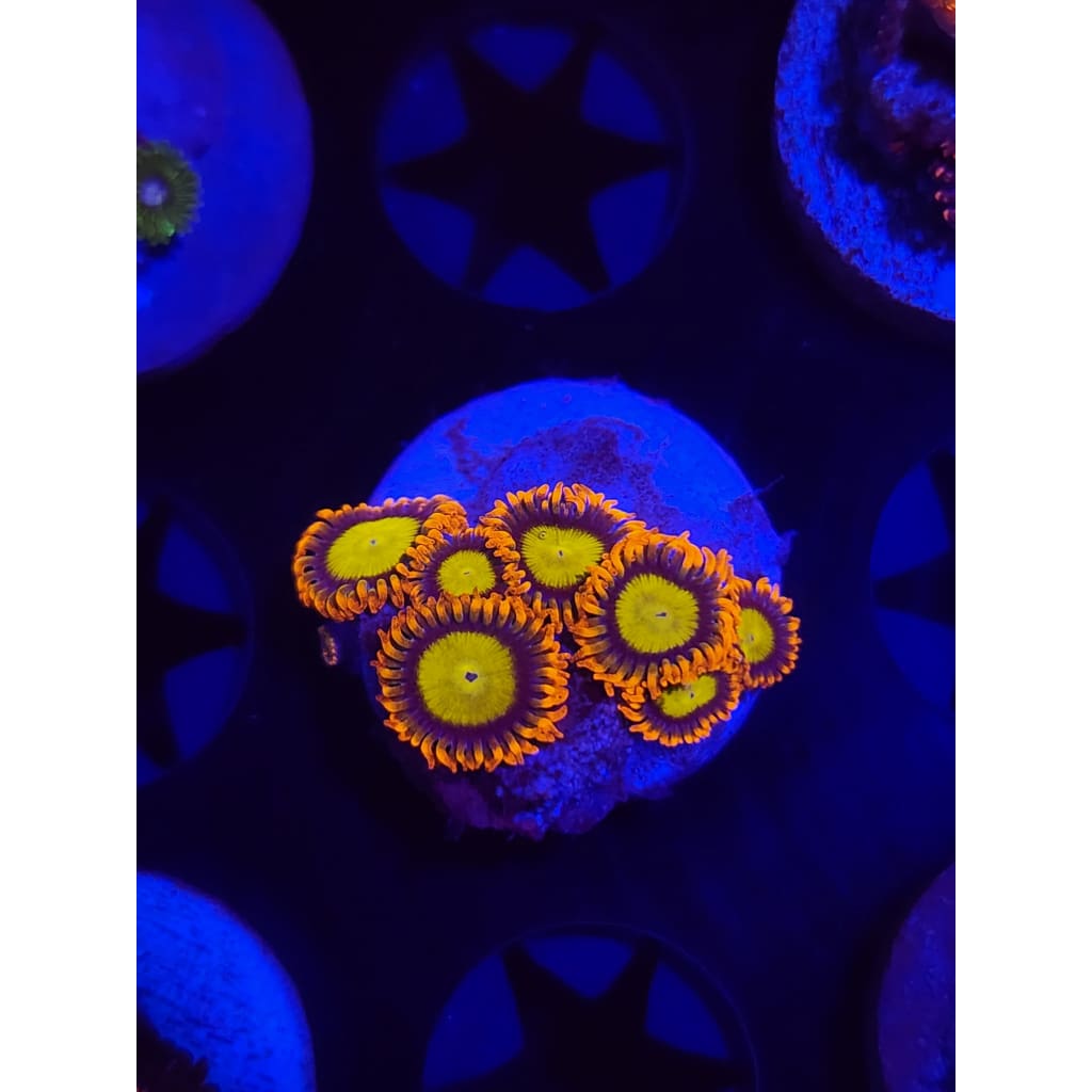 Mandarin Zoanthid Frag WYSIWYG!