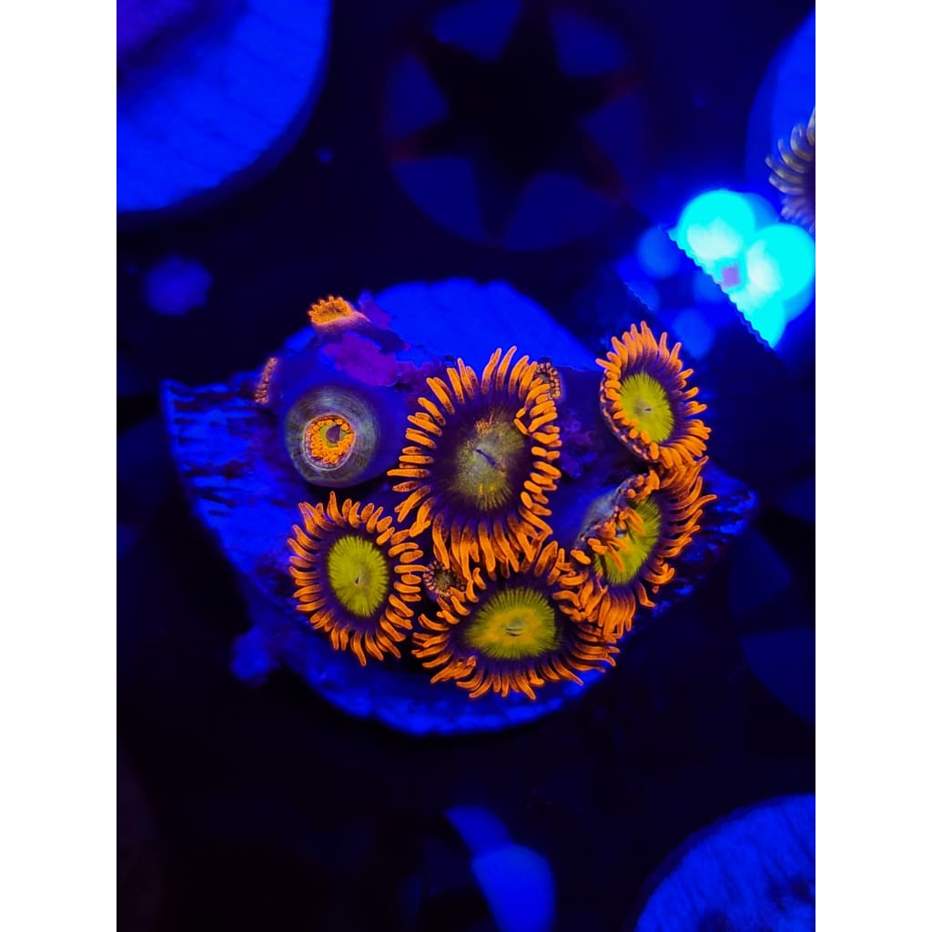 Mandarin Zoanthid Frag WYSIWYG!