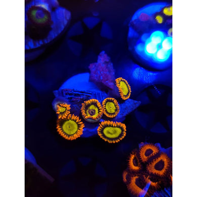 Mandarin Zoanthid Frag WYSIWYG!