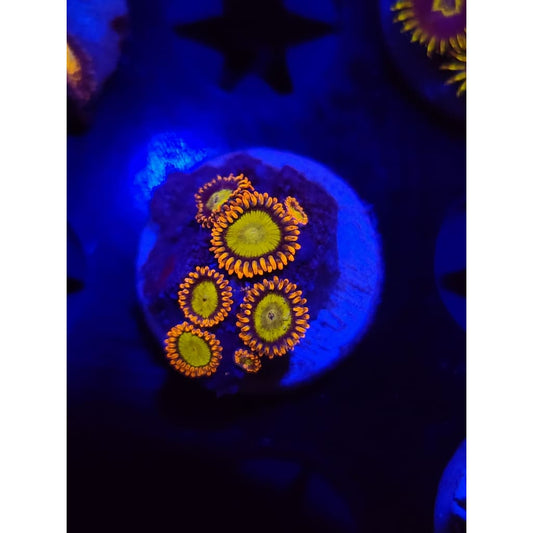 Mandarin Zoanthid Frag WYSIYWG!