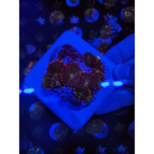 Load image into Gallery viewer, Mardis Gras Bounce Mushroom Colony WYSIWYG!
