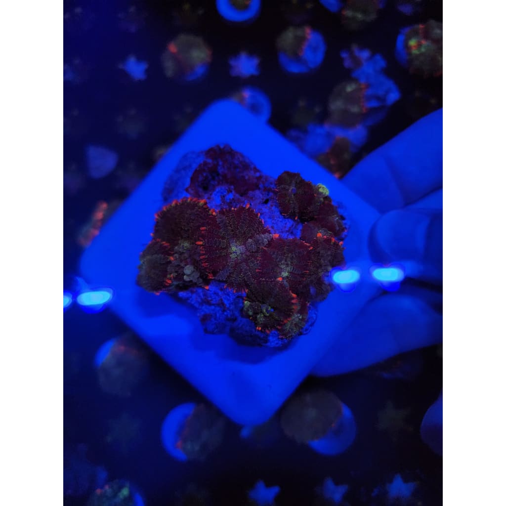 Mardis Gras Bounce Mushroom Colony WYSIWYG!