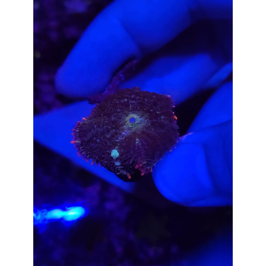 Mardis Gras Bounce Mushroom WYSIWYG!