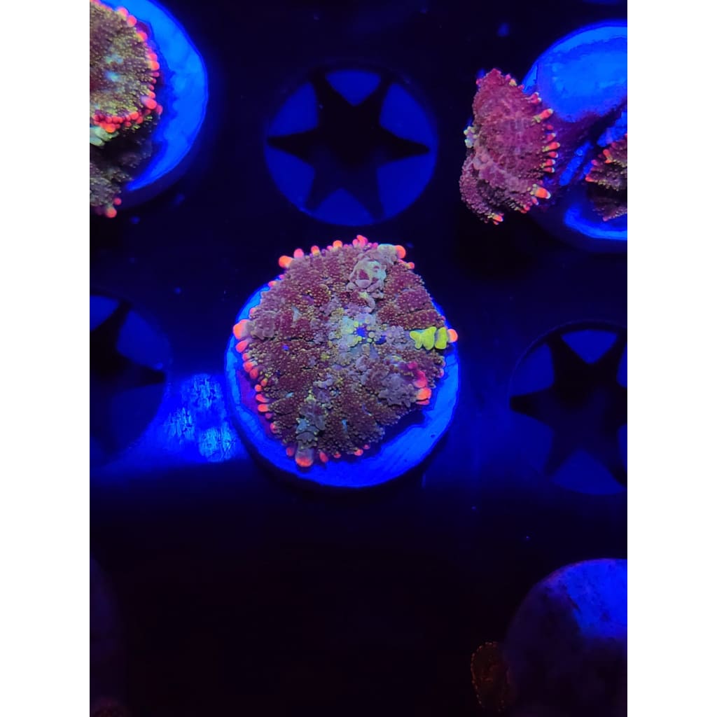 Mardis Gras Bounce Mushroom WYSIWYG!