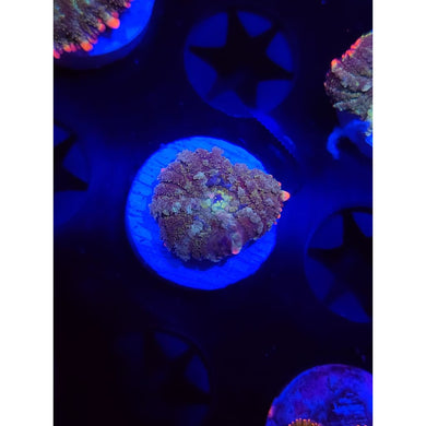 Mardis Gras Bounce Mushroom WYSIWYG!