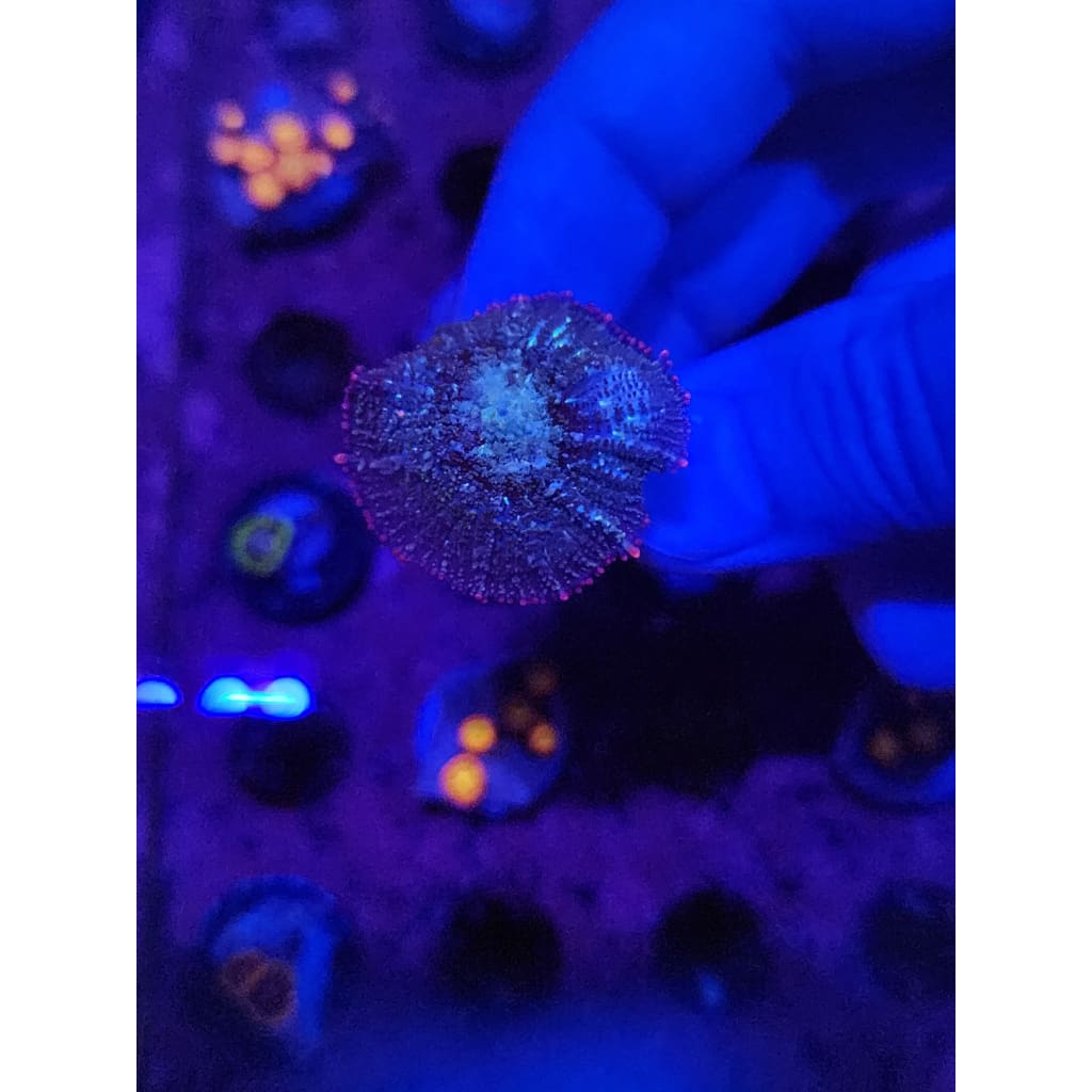 Mardis Gras Bounce Mushroom WYSIWYG!