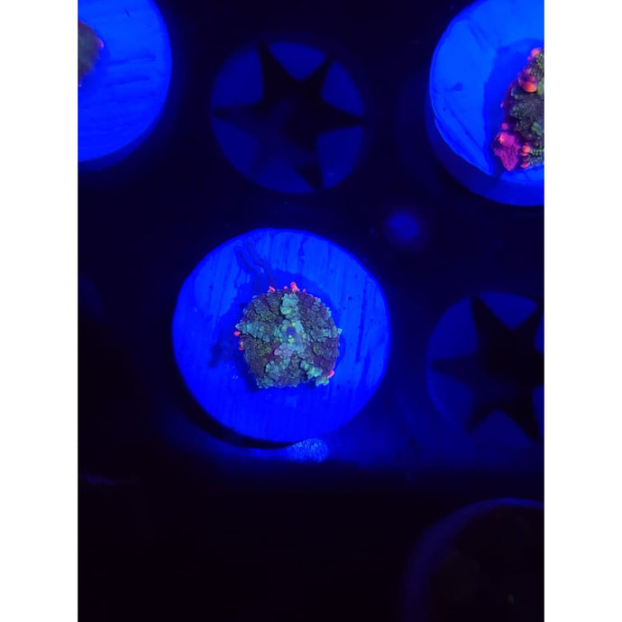 Mardis Gras Bounce Mushroom WYSIWYG!