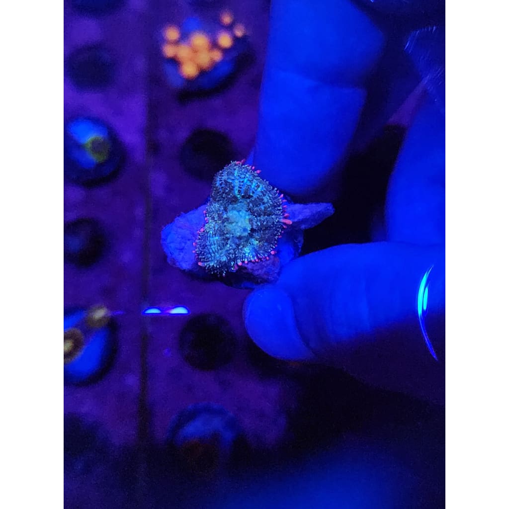 Mardis Gras Bounce Mushroom WYSIWYG!
