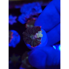 Load image into Gallery viewer, Mardis Gras Bounce Mushroom WYSIWYG!
