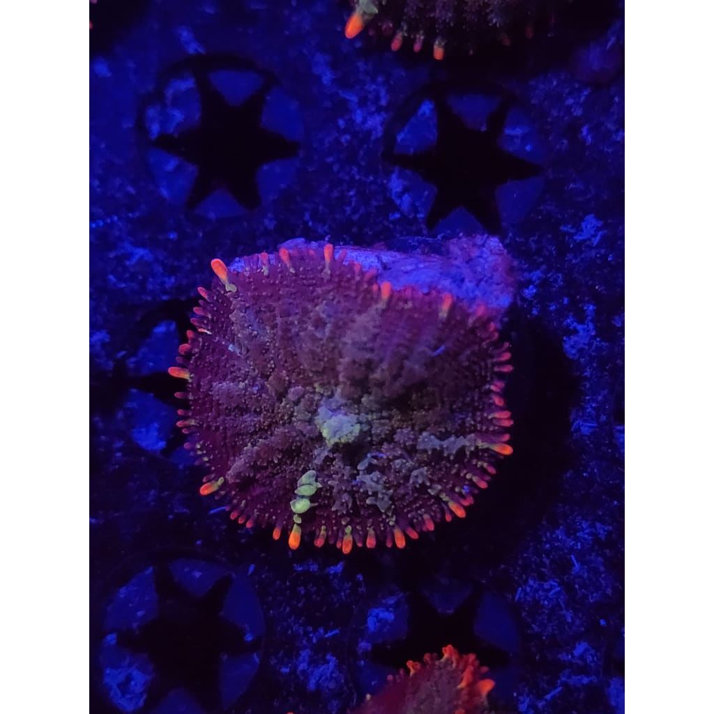 Mardis Gras Bounce Mushroom WYSIWYG!