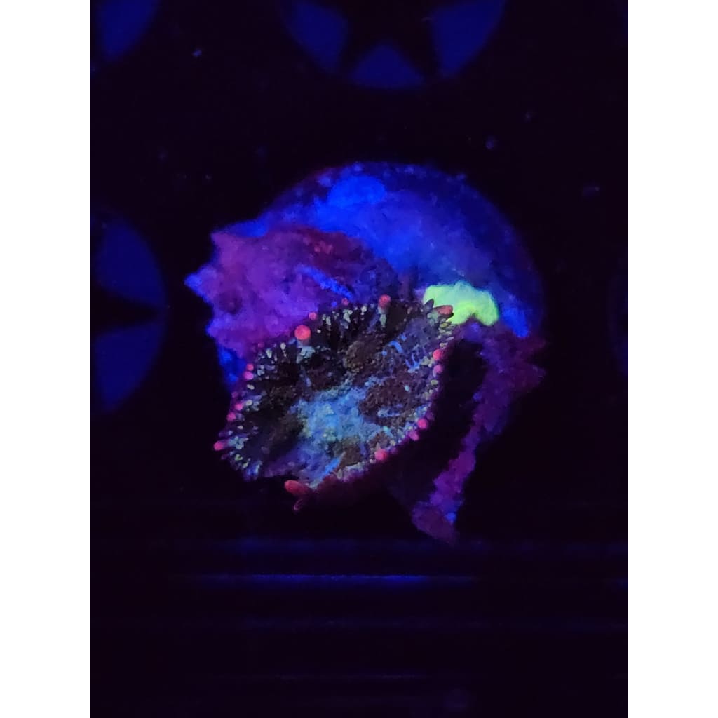Mardis Gras Bounce Mushroom WYSIWYG!