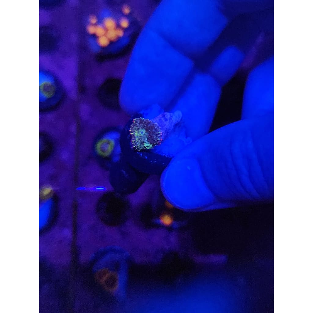 Mardis Gras Bounce Mushroom WYSIWYG!
