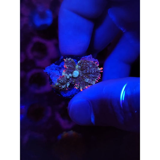 Mardis Gras Bounce Mushroom WYSIWYG!