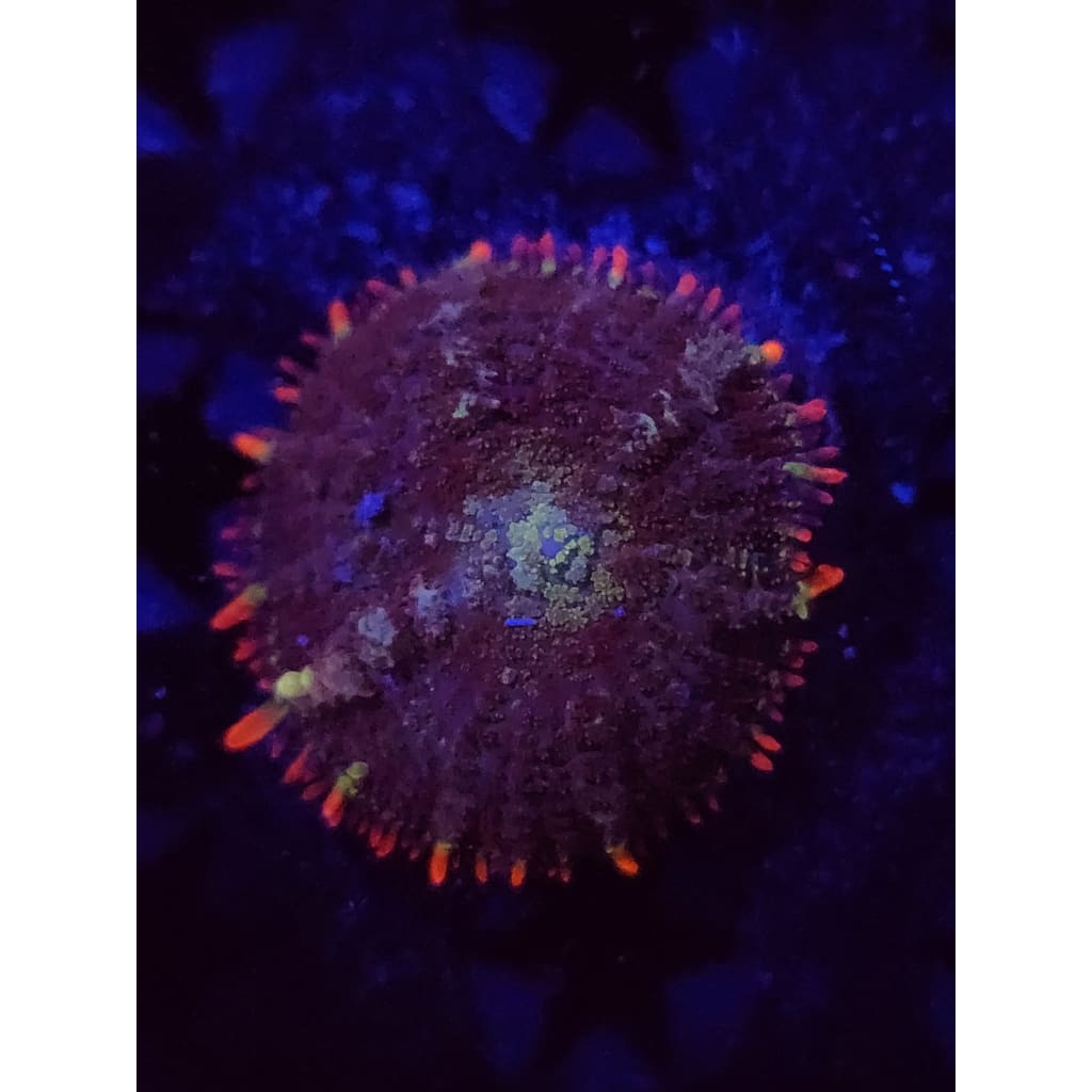 Mardis Gras Bounce Mushroom WYSIWYG!