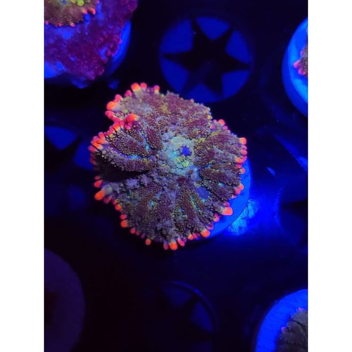 Mardis Gras Bounce Mushroom WYSIWYG!