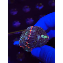 Load image into Gallery viewer, Mardis Gras Bounce Mushrooms WYSIWYG!
