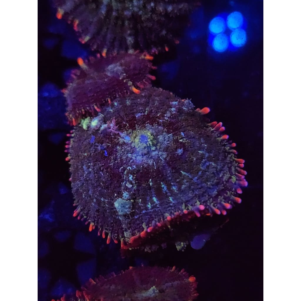 Mardis Gras Bounce Mushrooms WYSIWYG!