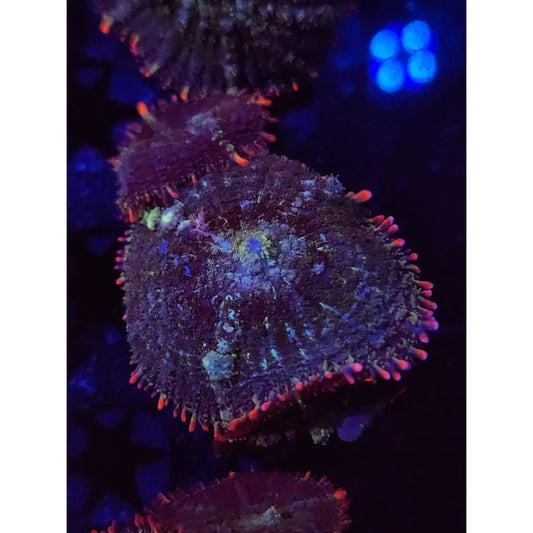 Mardis Gras Bounce Mushrooms WYSIWYG!