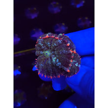 Load image into Gallery viewer, Mardis Gras Bounce Mushrooms WYSIWYG!
