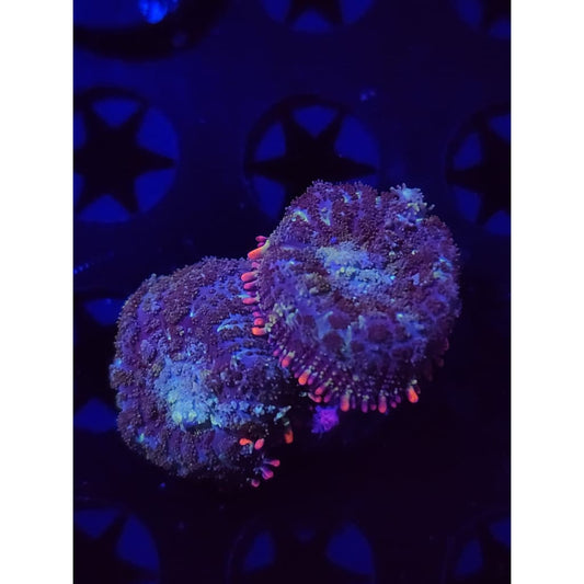 Mardis Gras Bounce Mushrooms WYSIWYG!