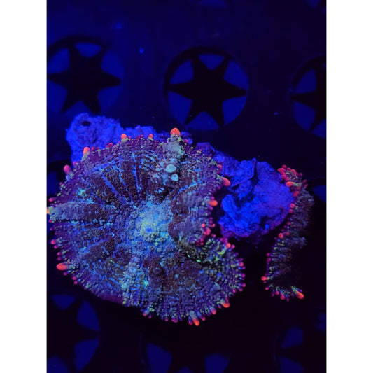 Mardis Gras Bounce Mushrooms WYSIWYG!